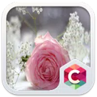 Pretty Pink Rose Theme Latest
