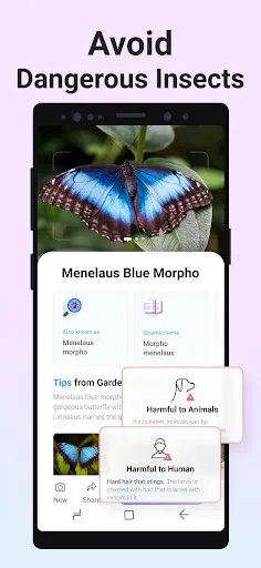 Picture Insect: Bug Identifier