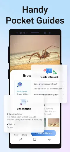 Picture Insect: Bug Identifier