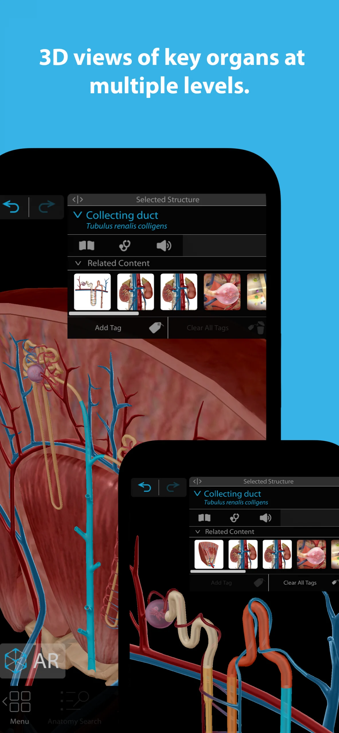 Human Anatomy Atlas 2025.00.012