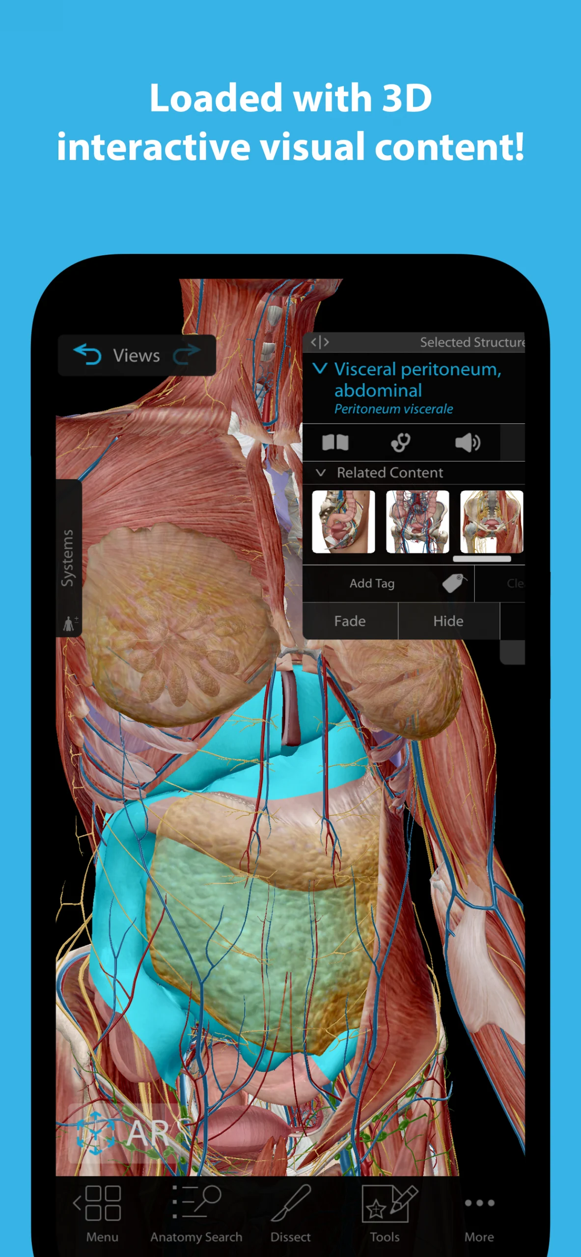 Human Anatomy Atlas 2025.00.012