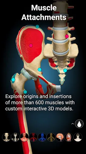 Anatomy Learning 3.1.461 APK + MOD [Full Unlocked]