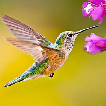 Hummingbird