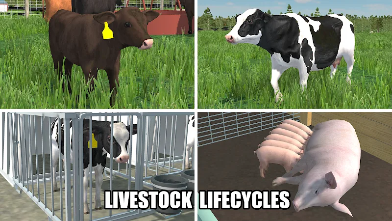 American Farming APK