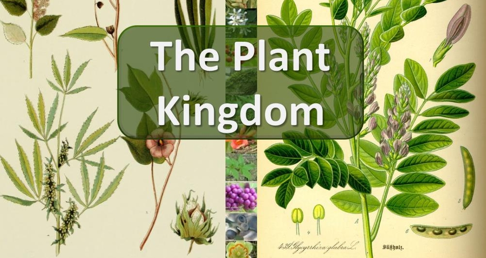 Plant Kingdom.